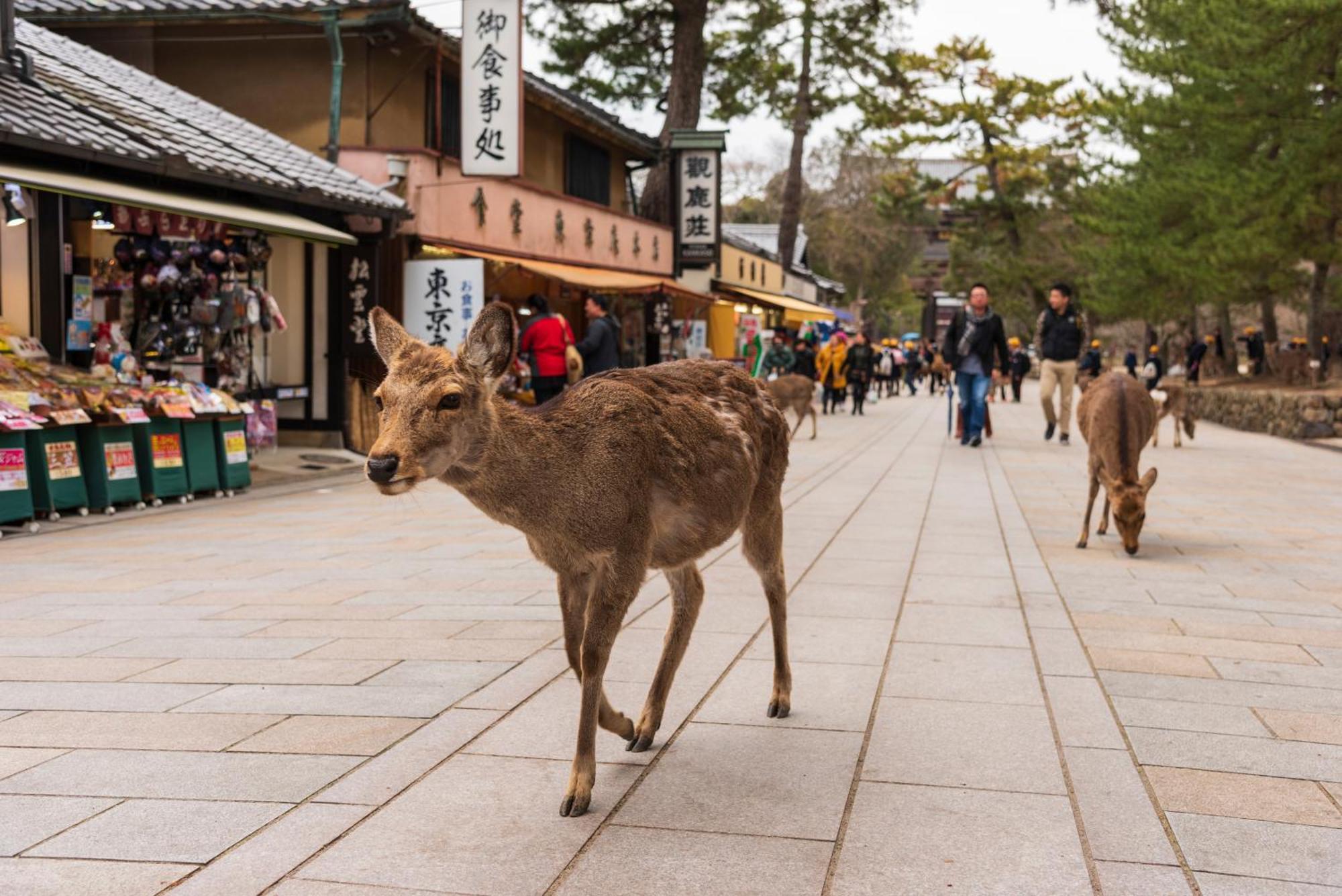 Ranjatai Villa Nara Buitenkant foto