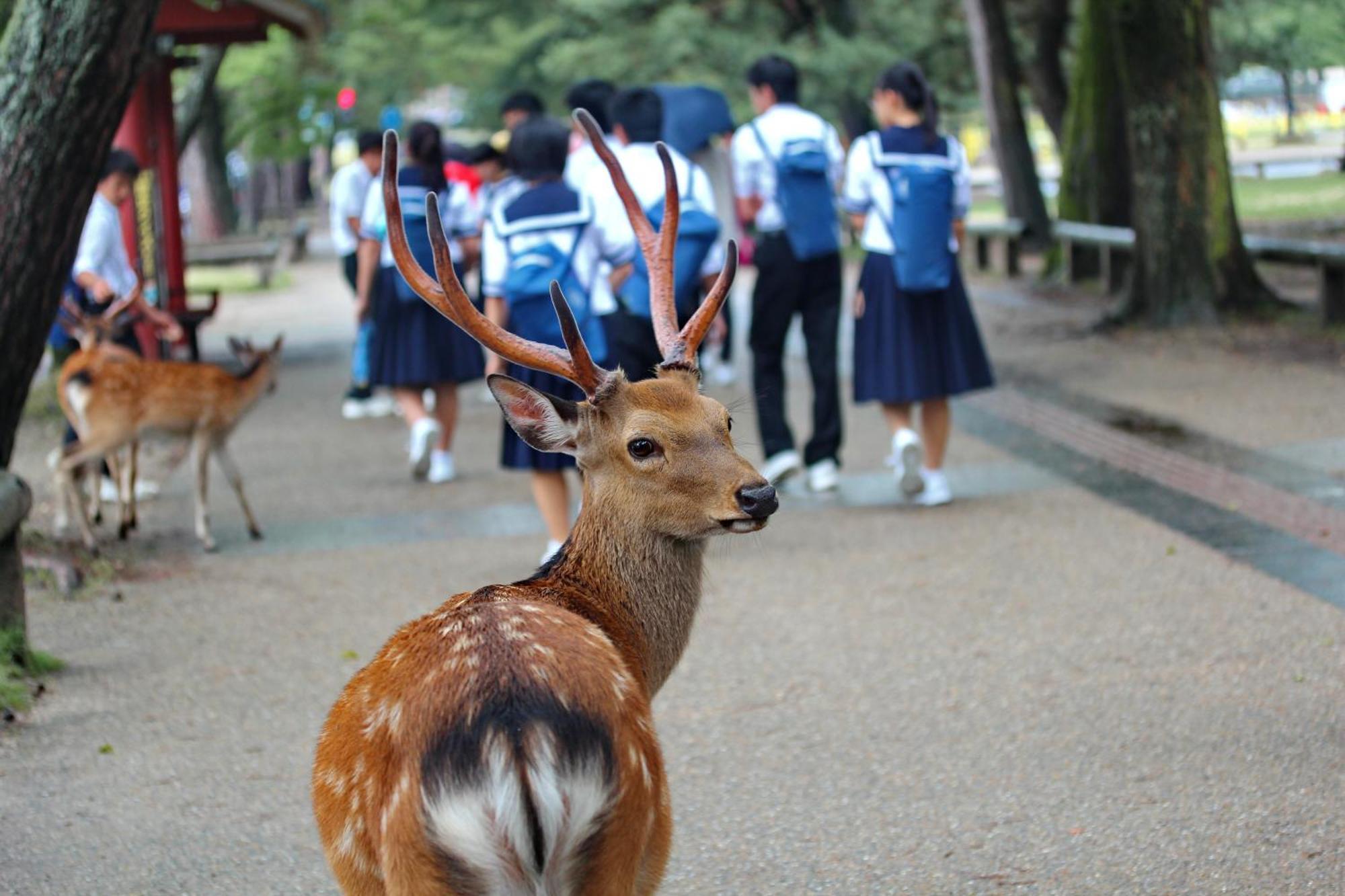 Ranjatai Villa Nara Buitenkant foto